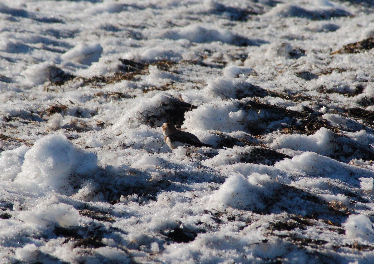 גיבתון שלג - ML647095320