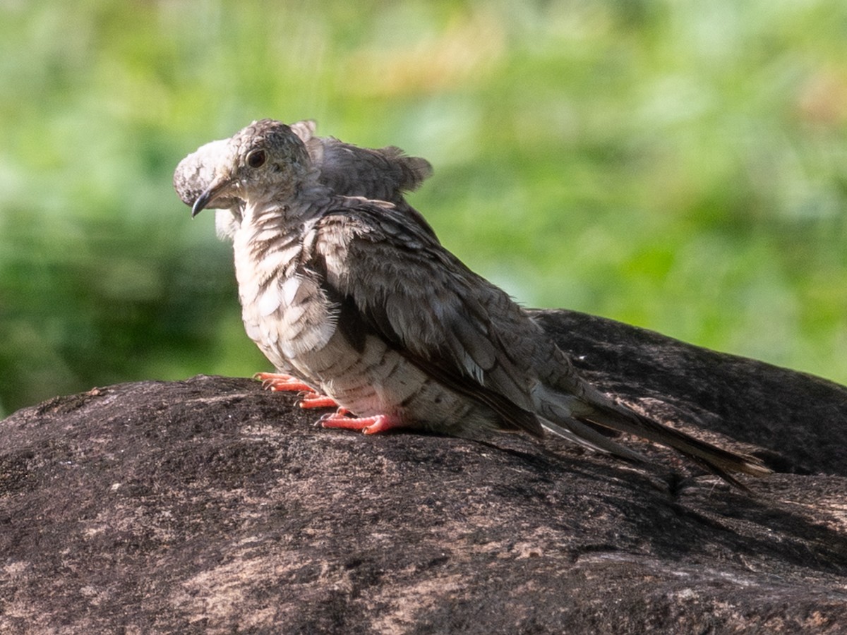 Inca Dove - ML647095329