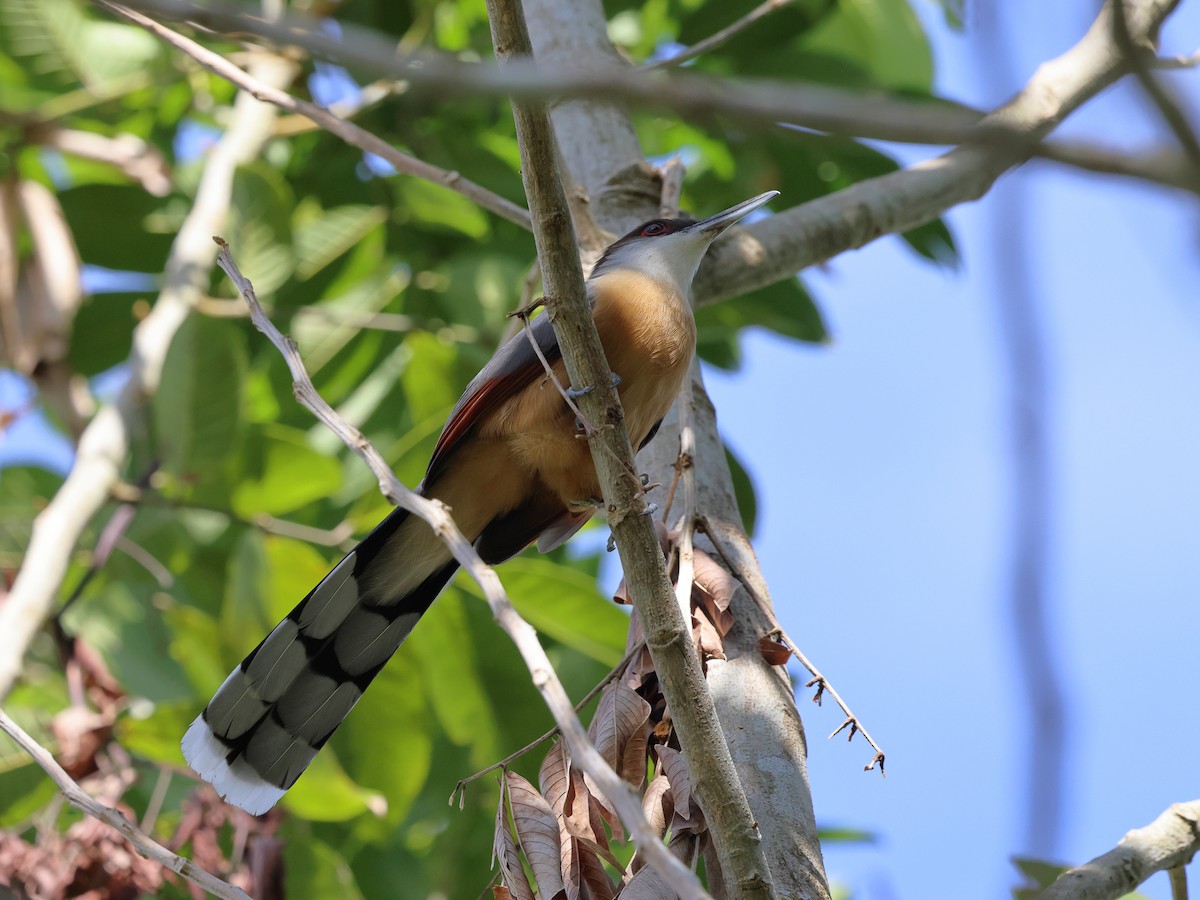 Jamaican Lizard-Cuckoo - ML647095330