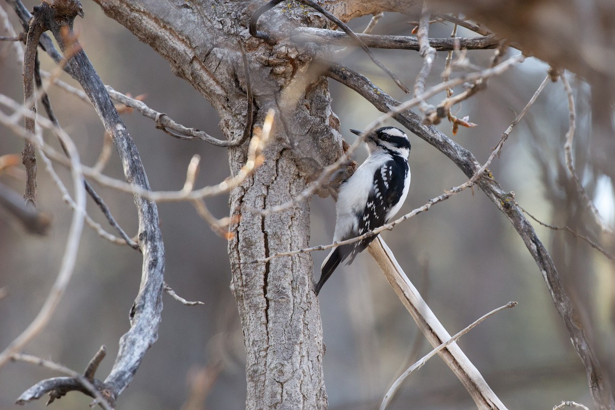 Hairy Woodpecker (Eastern) - ML647095333