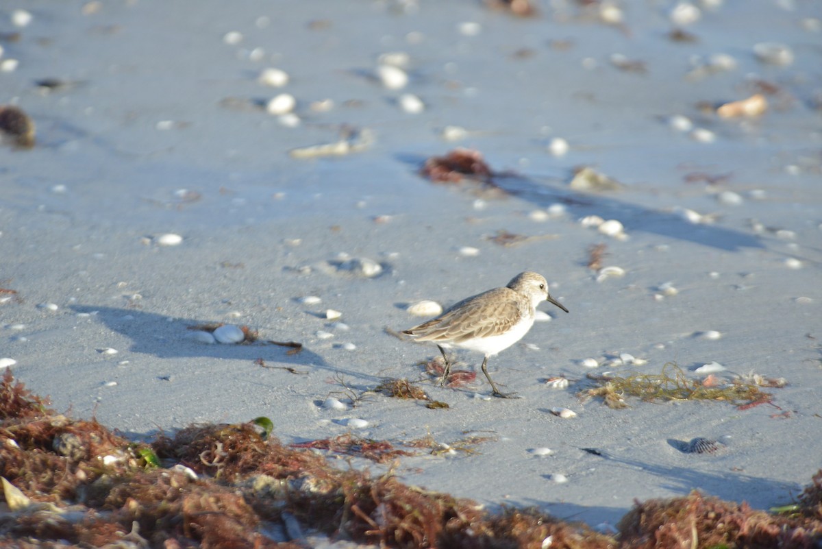 Побережник аляскинський - ML647095339