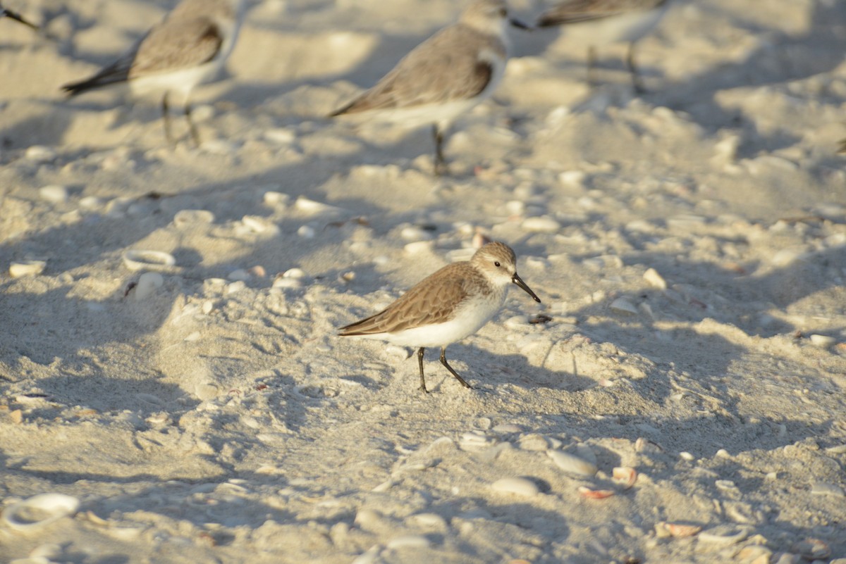Побережник аляскинський - ML647095341