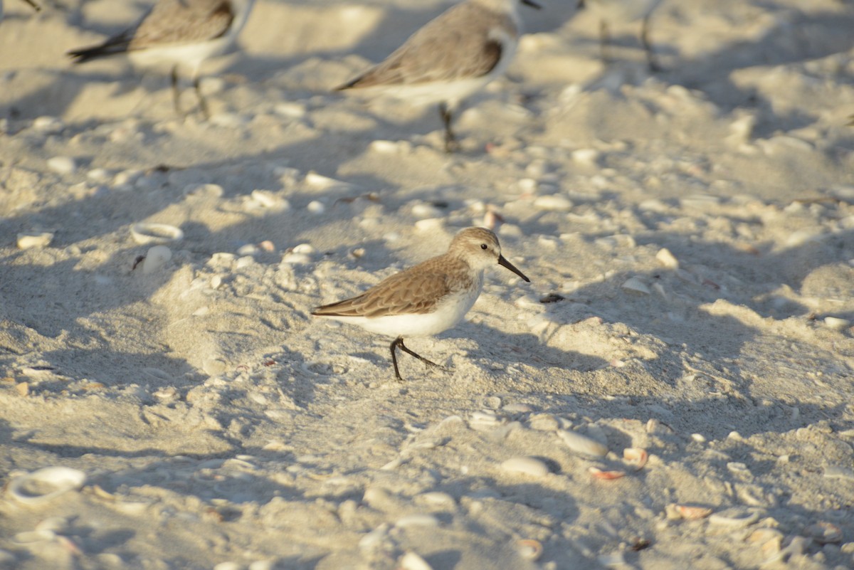 Побережник аляскинський - ML647095342