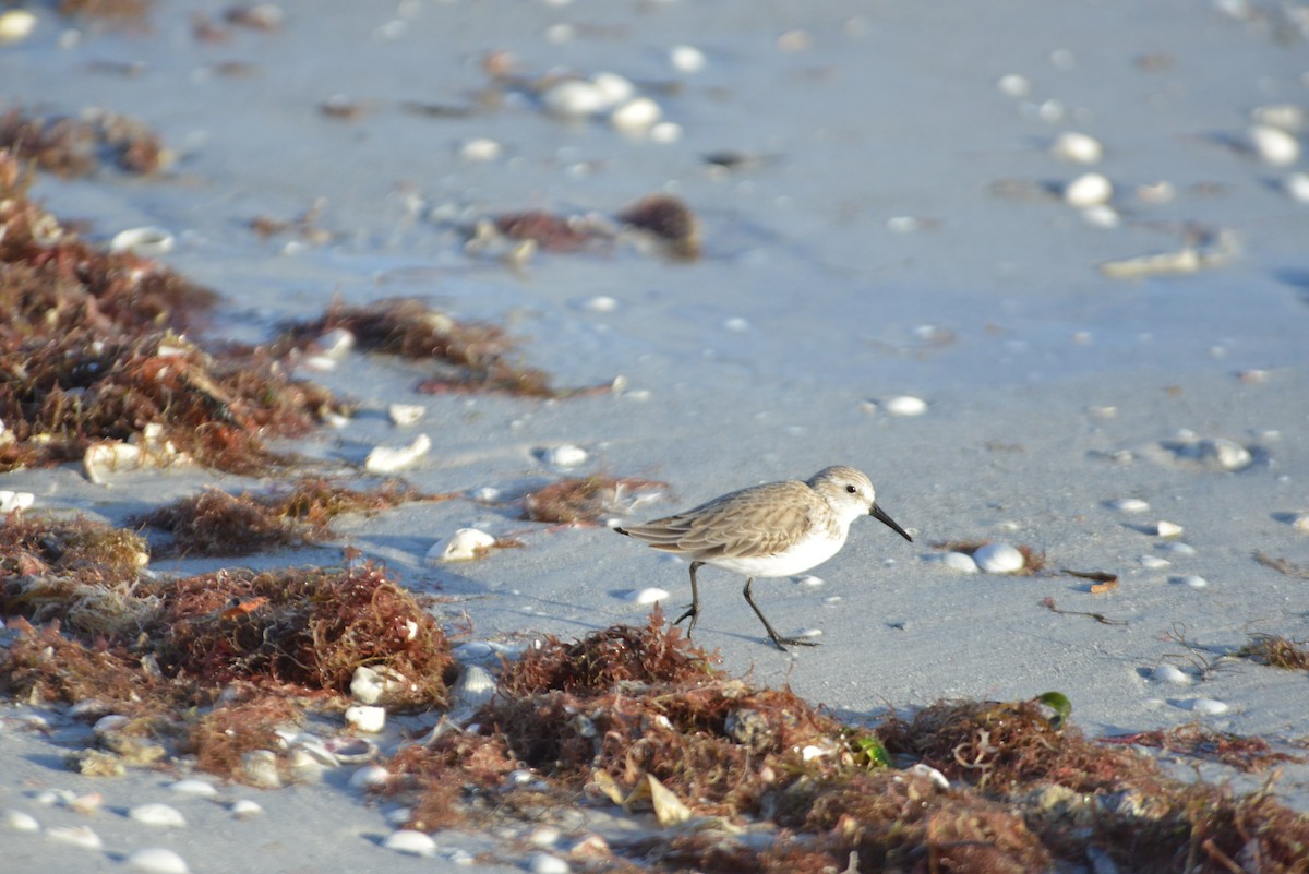 Побережник аляскинський - ML647095345