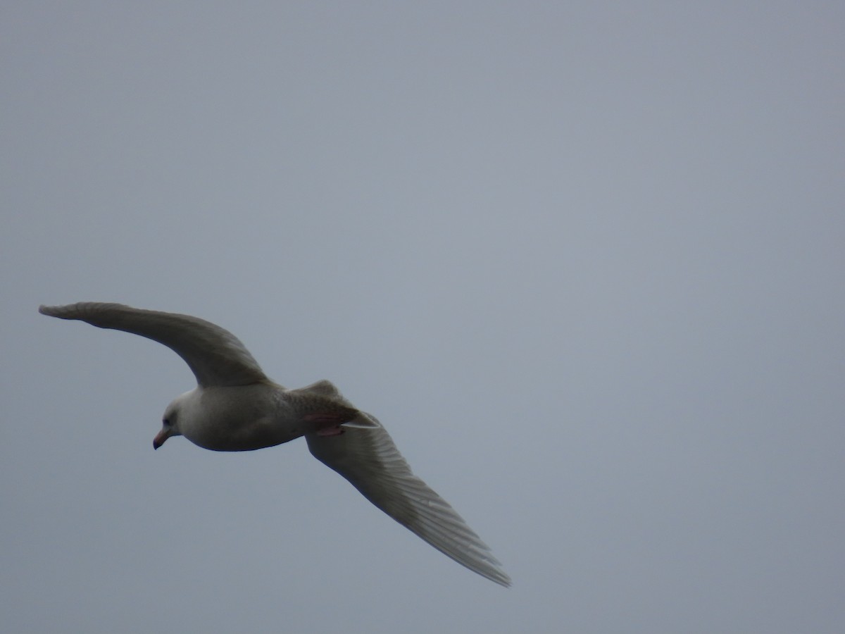 Gavión Hiperbóreo - ML647095354