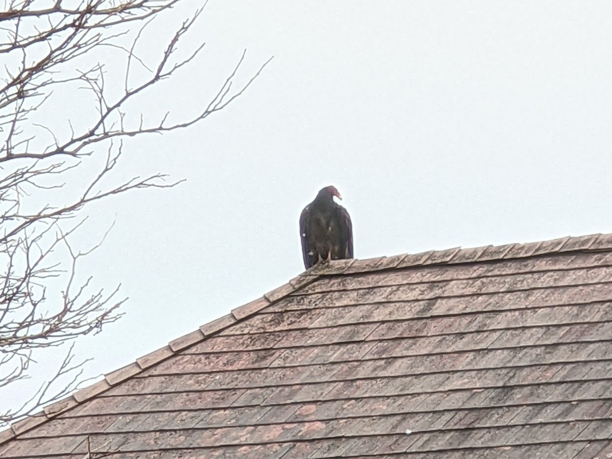Turkey Vulture - ML647095365