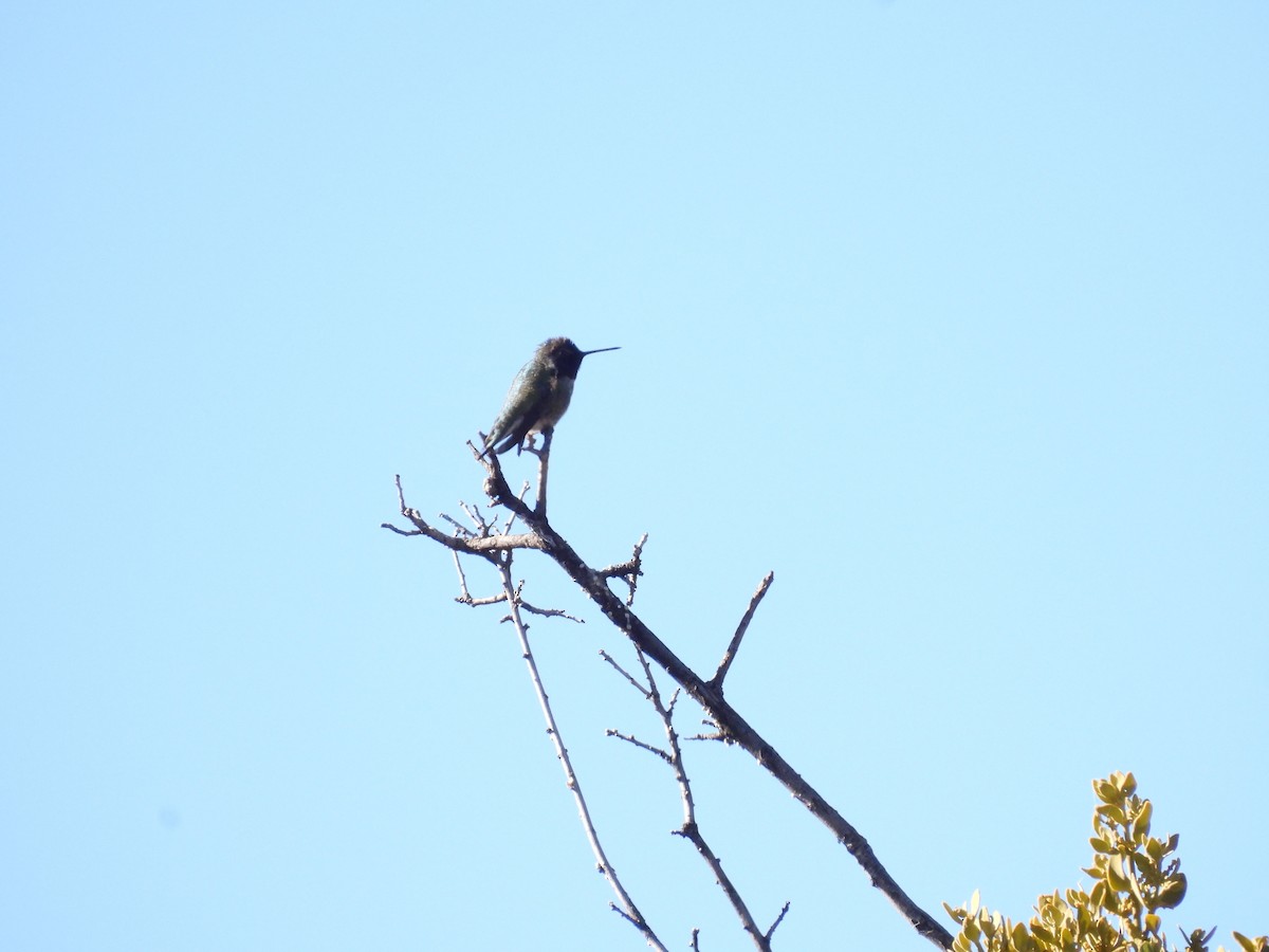 kalypta růžovohlavá - ML647095370