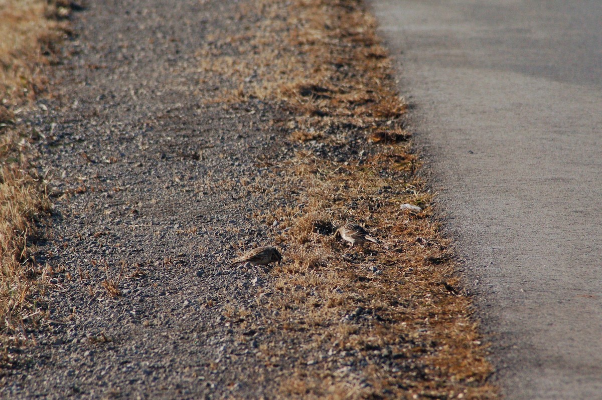 גיבתון לפלנדי - ML647095374