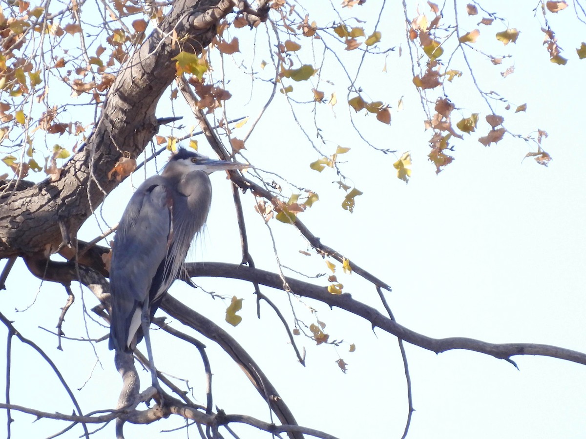 Great Blue Heron - ML647095382