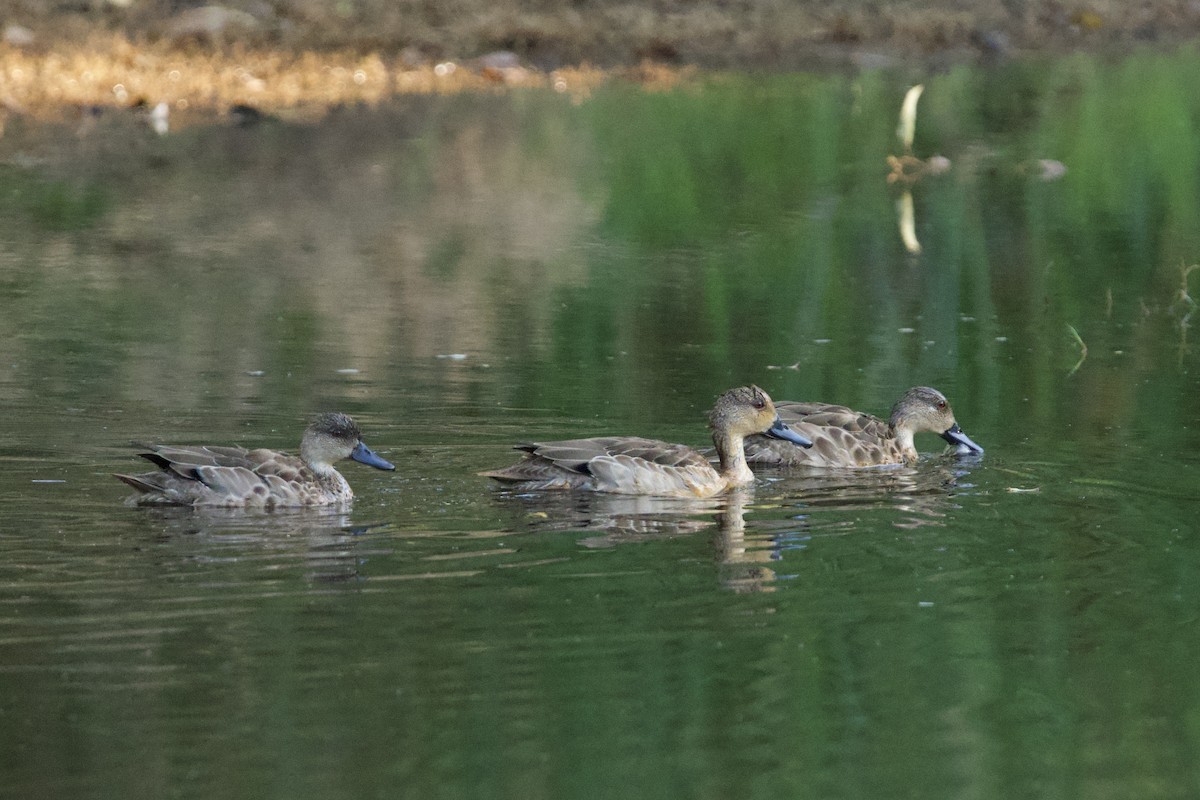 Gray Teal - ML647095385