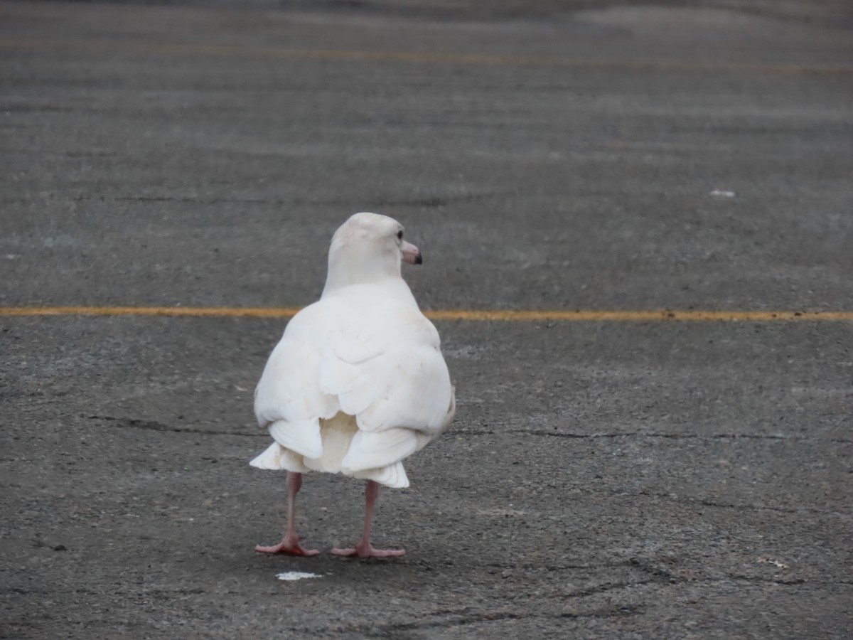 Gavión Hiperbóreo - ML647095397