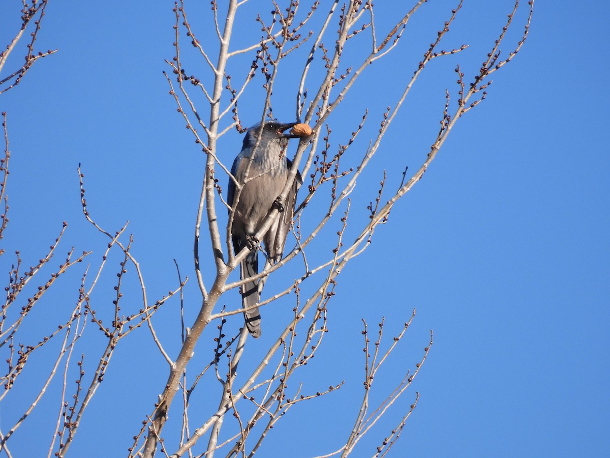 Woodhouse's Scrub-Jay - ML647095413
