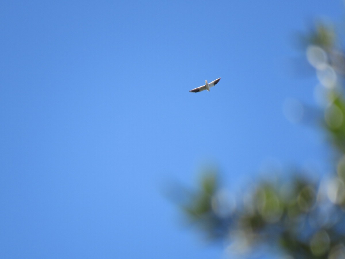 Black-shouldered Kite - ML647095432