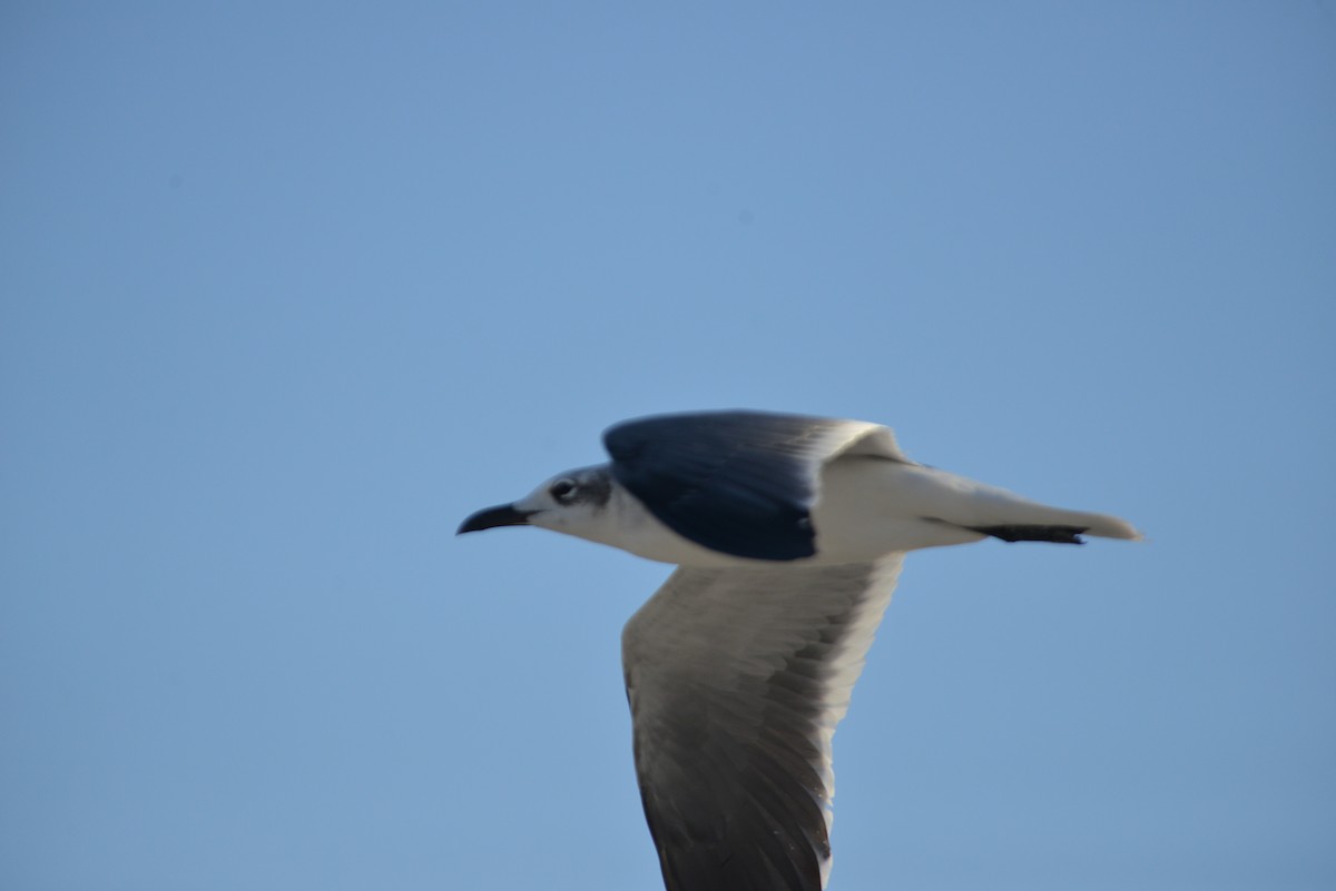 ワライカモメ - ML647095440