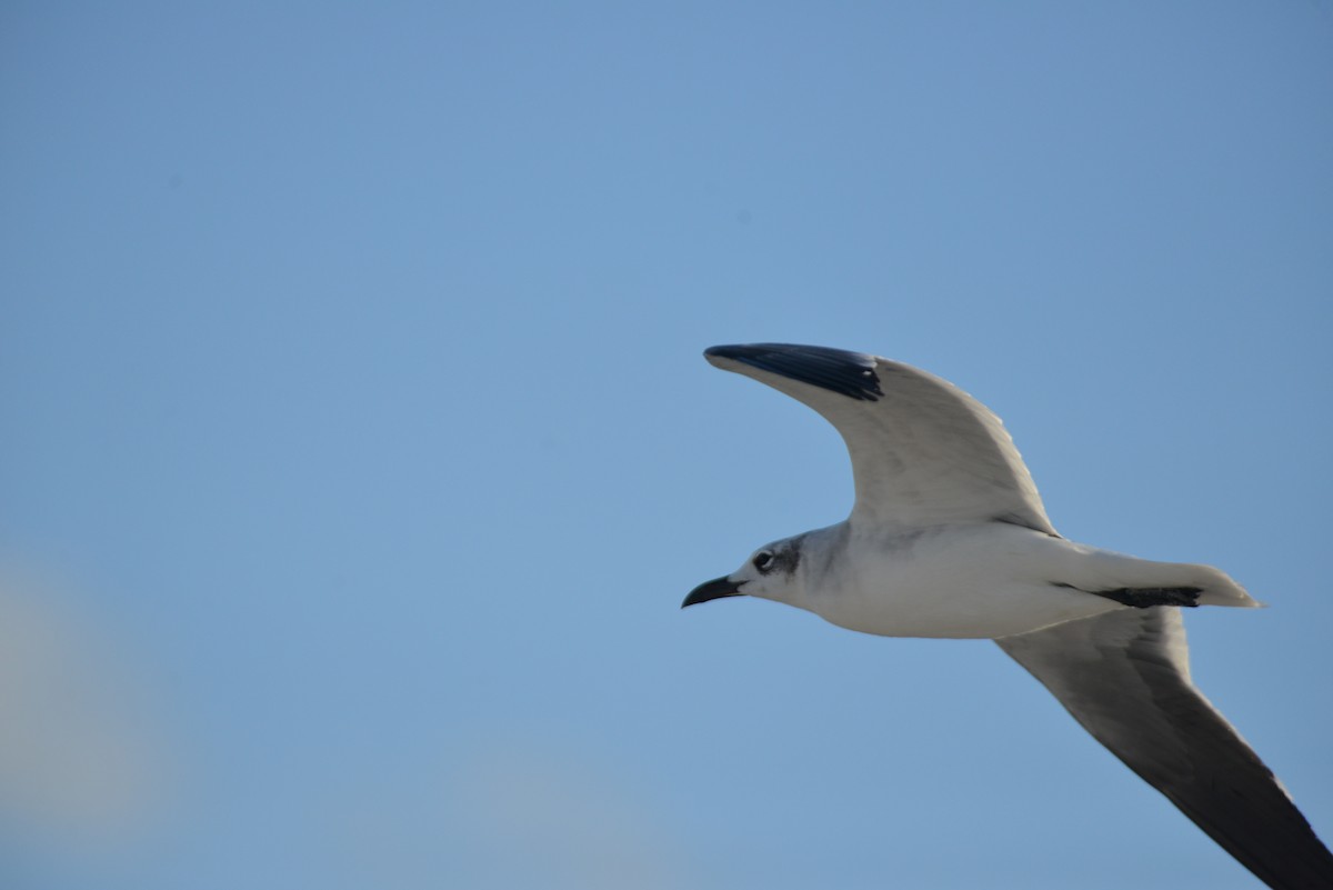 ワライカモメ - ML647095441