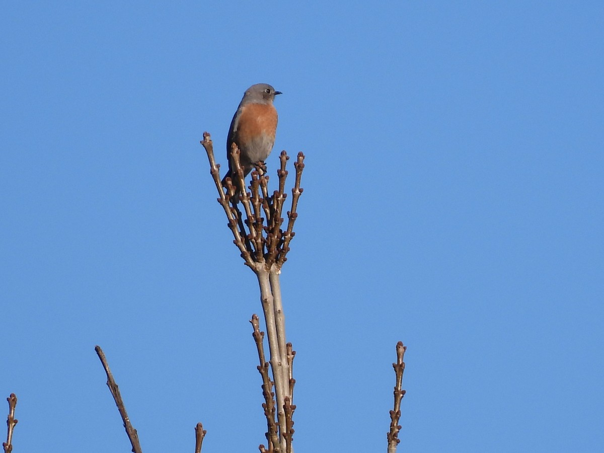 Западная сиалия - ML647095446