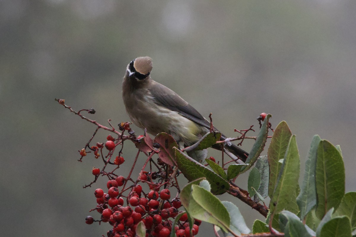 ヒメレンジャク - ML647095451