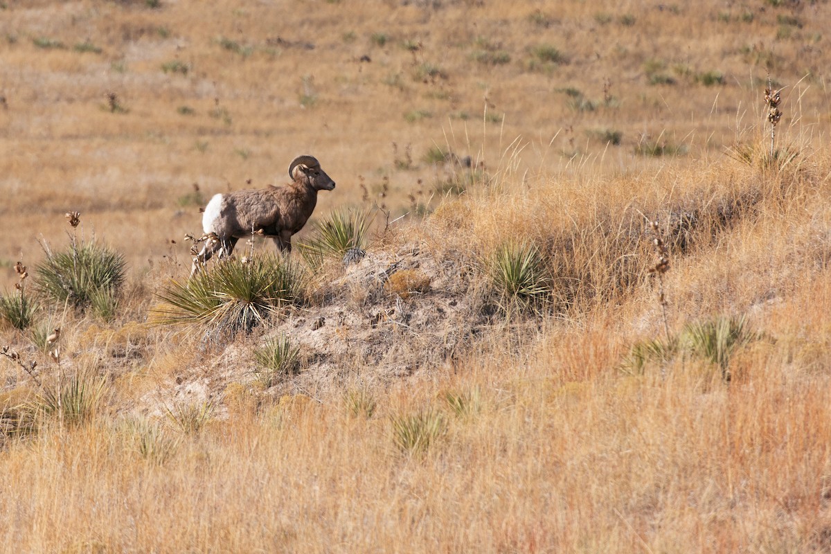 Rocky Mountain Bighorn Sheep - ML647095453