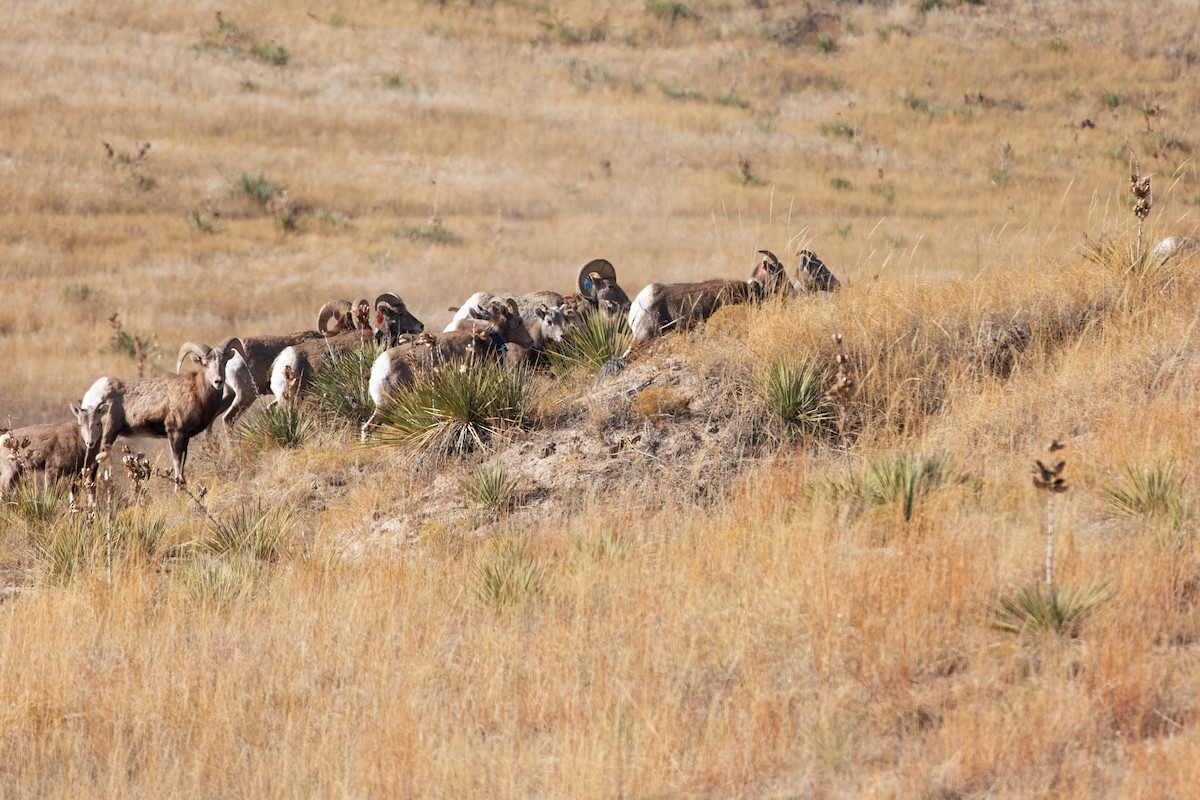 Rocky Mountain Bighorn Sheep - ML647095454