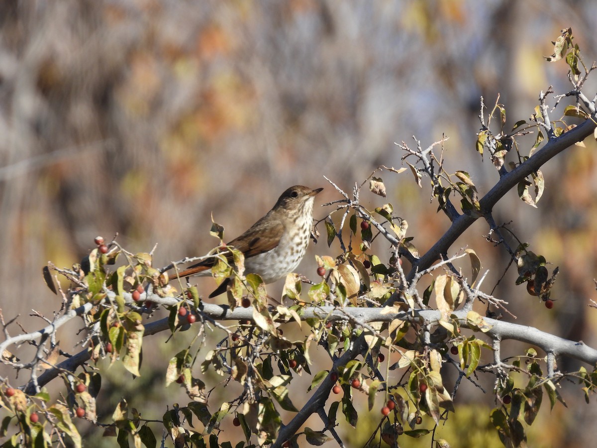 Hermit Thrush - ML647095455