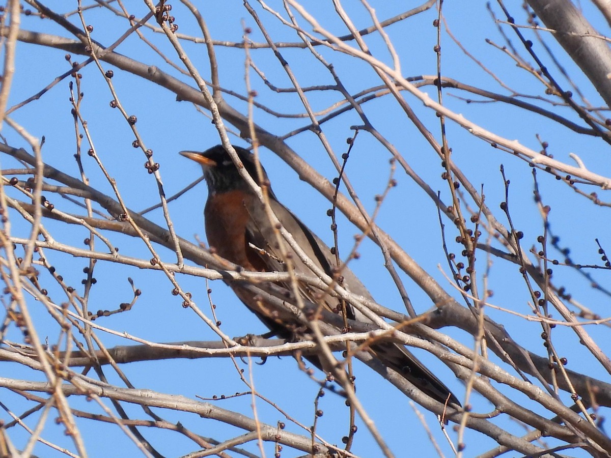 American Robin - ML647095477