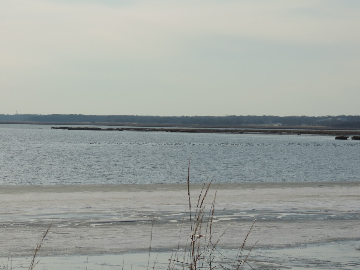 Snow Goose - ML647095492