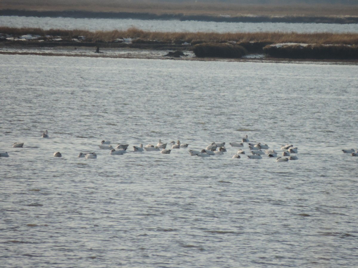 Snow Goose - ML647095497