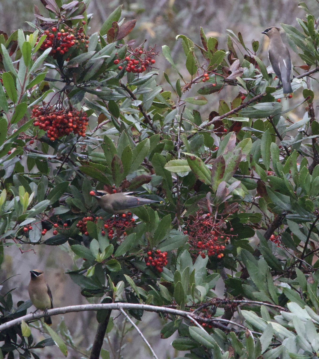 ヒメレンジャク - ML647095499