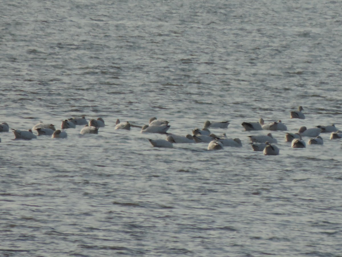 Snow Goose - ML647095501