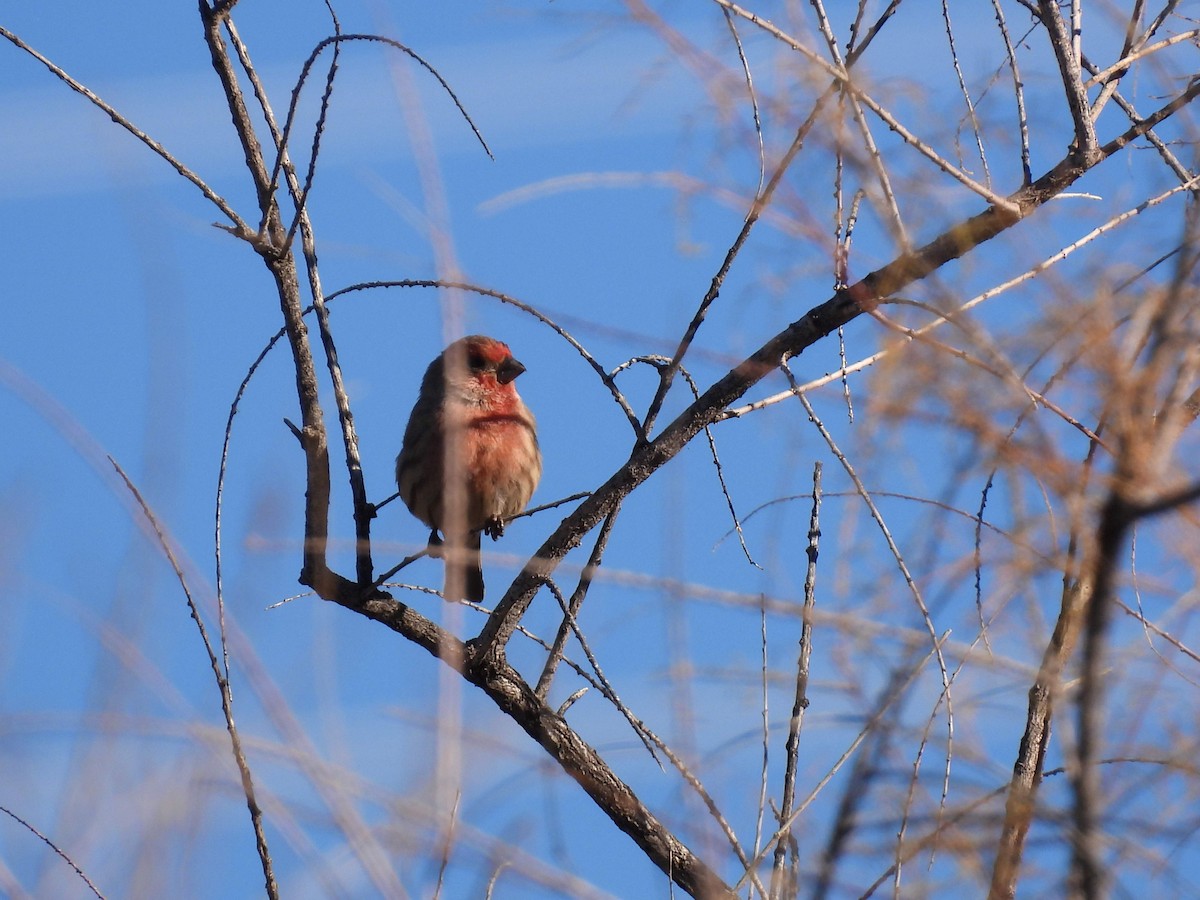 House Finch - ML647095505