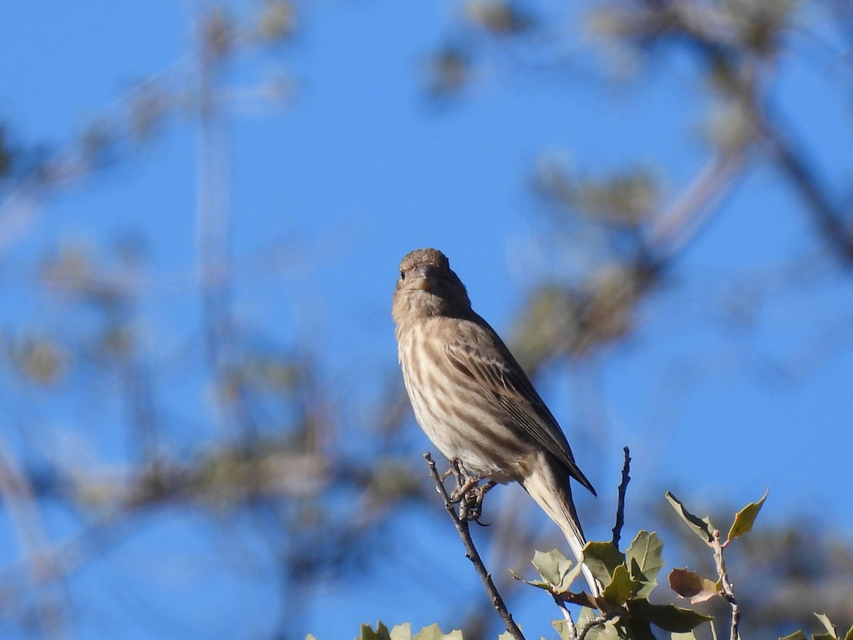 House Finch - ML647095506