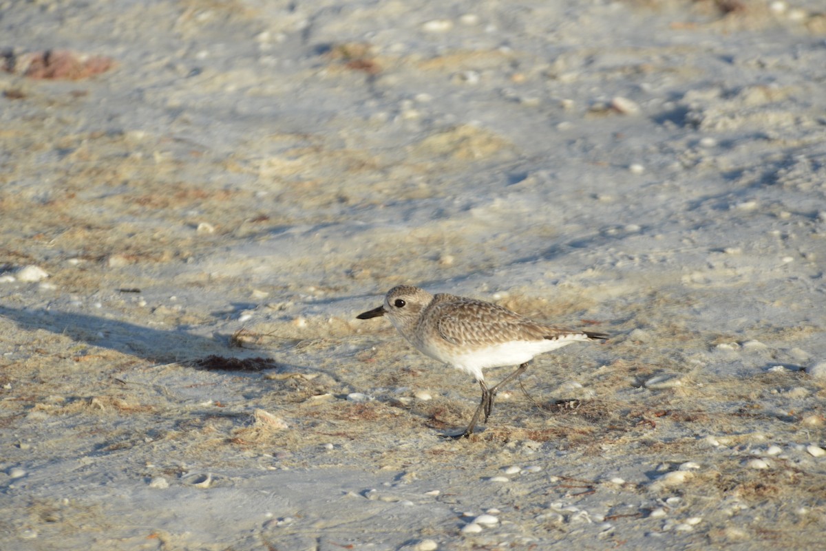 Black-bellied Plover - ML647095507