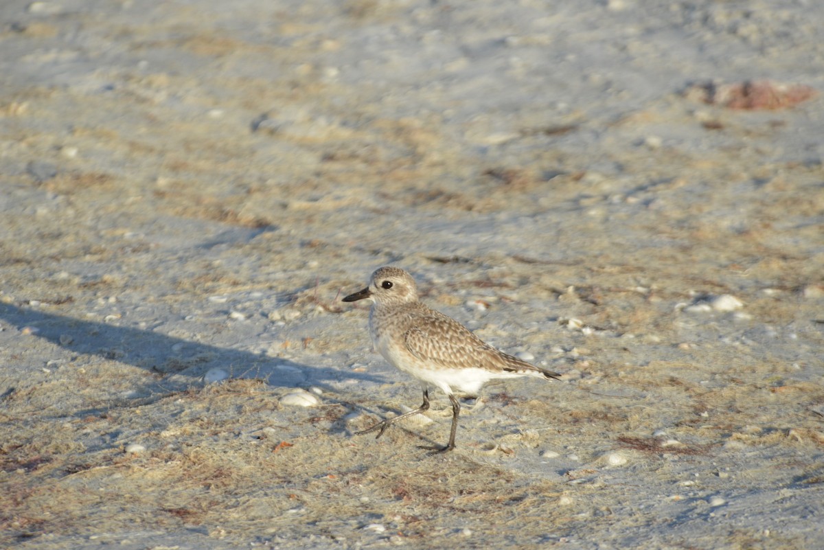 Black-bellied Plover - ML647095508