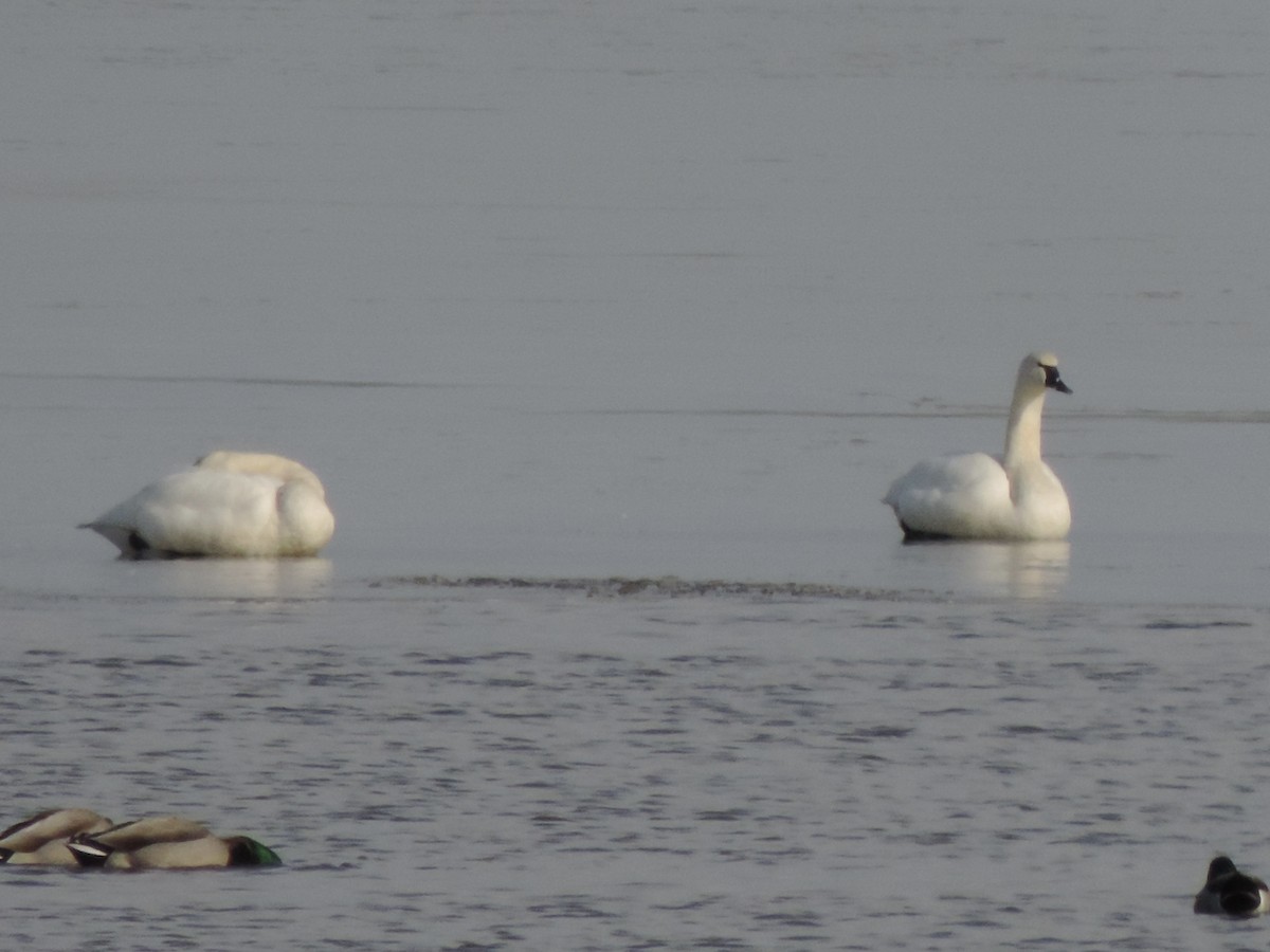 Tundra Swan - ML647095509