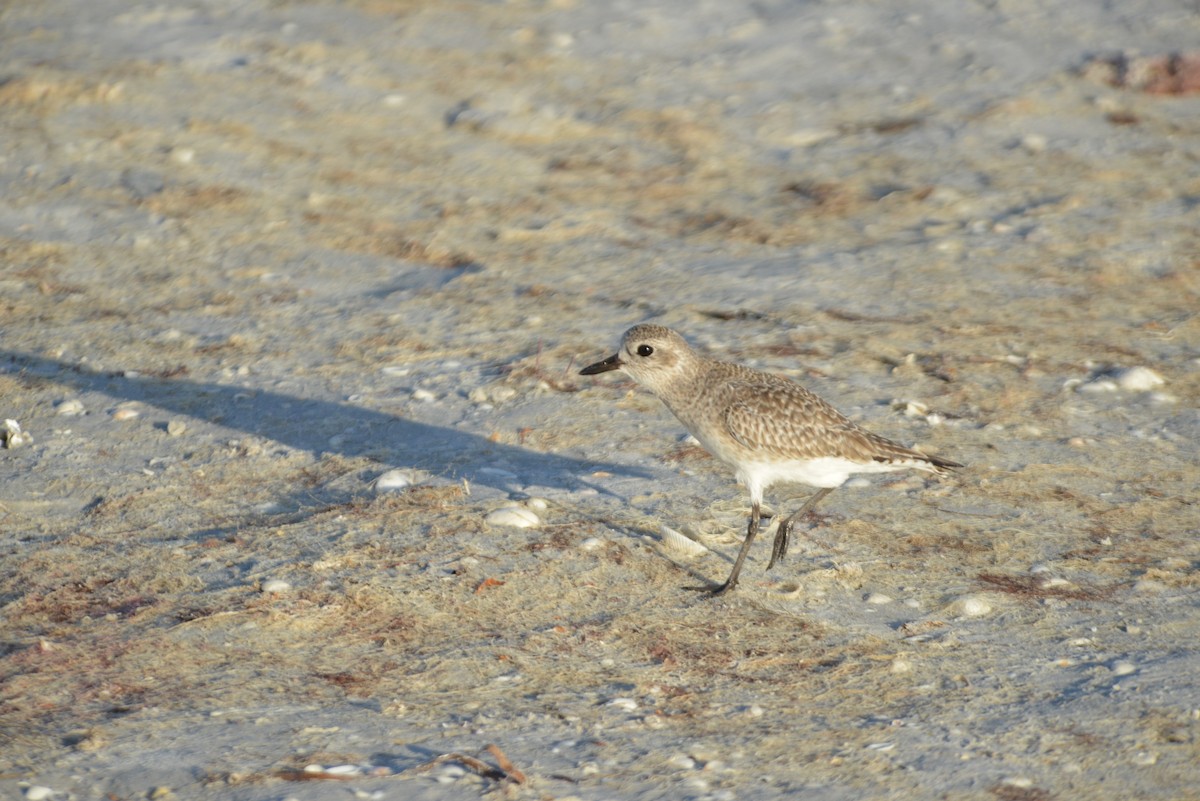 Black-bellied Plover - ML647095510