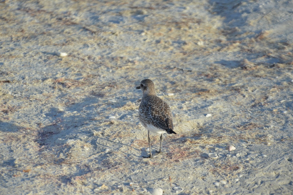 Black-bellied Plover - ML647095512
