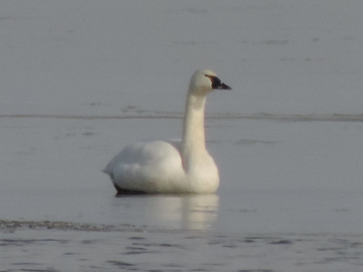 Tundra Swan - ML647095514