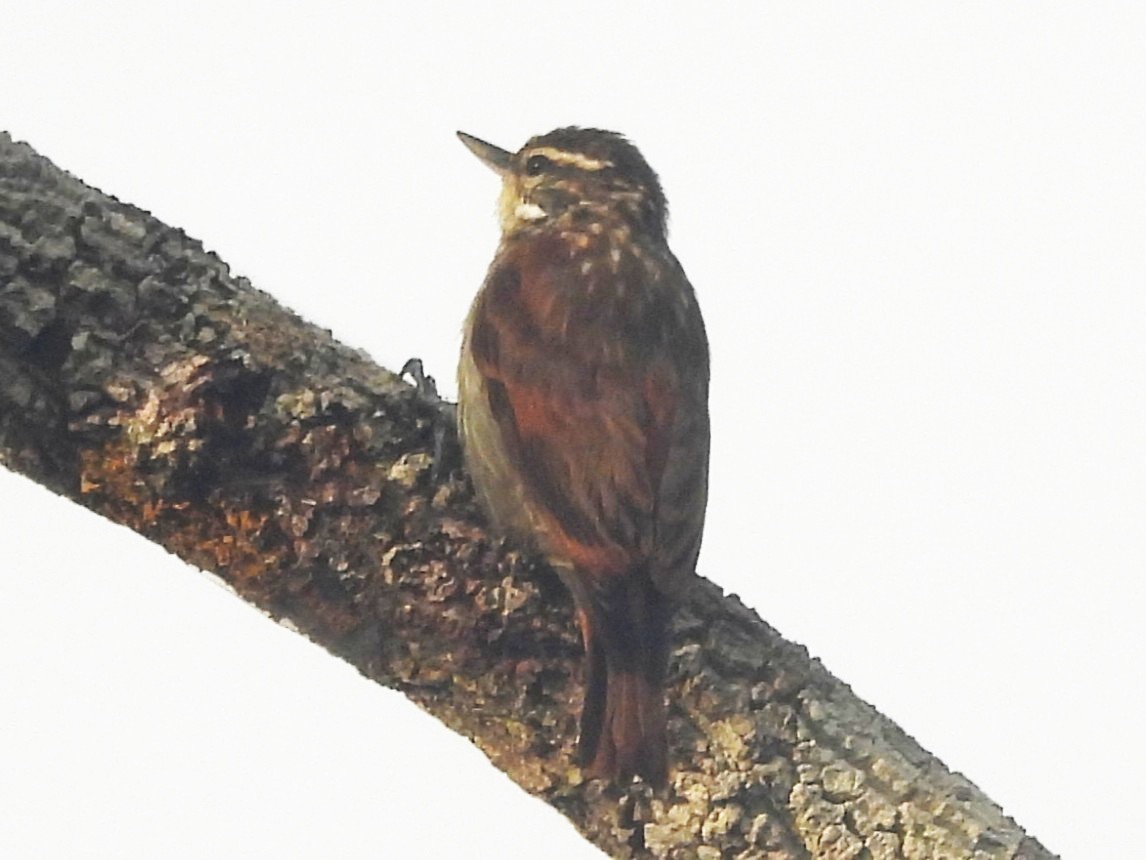 Slender-billed Xenops - ML647095519