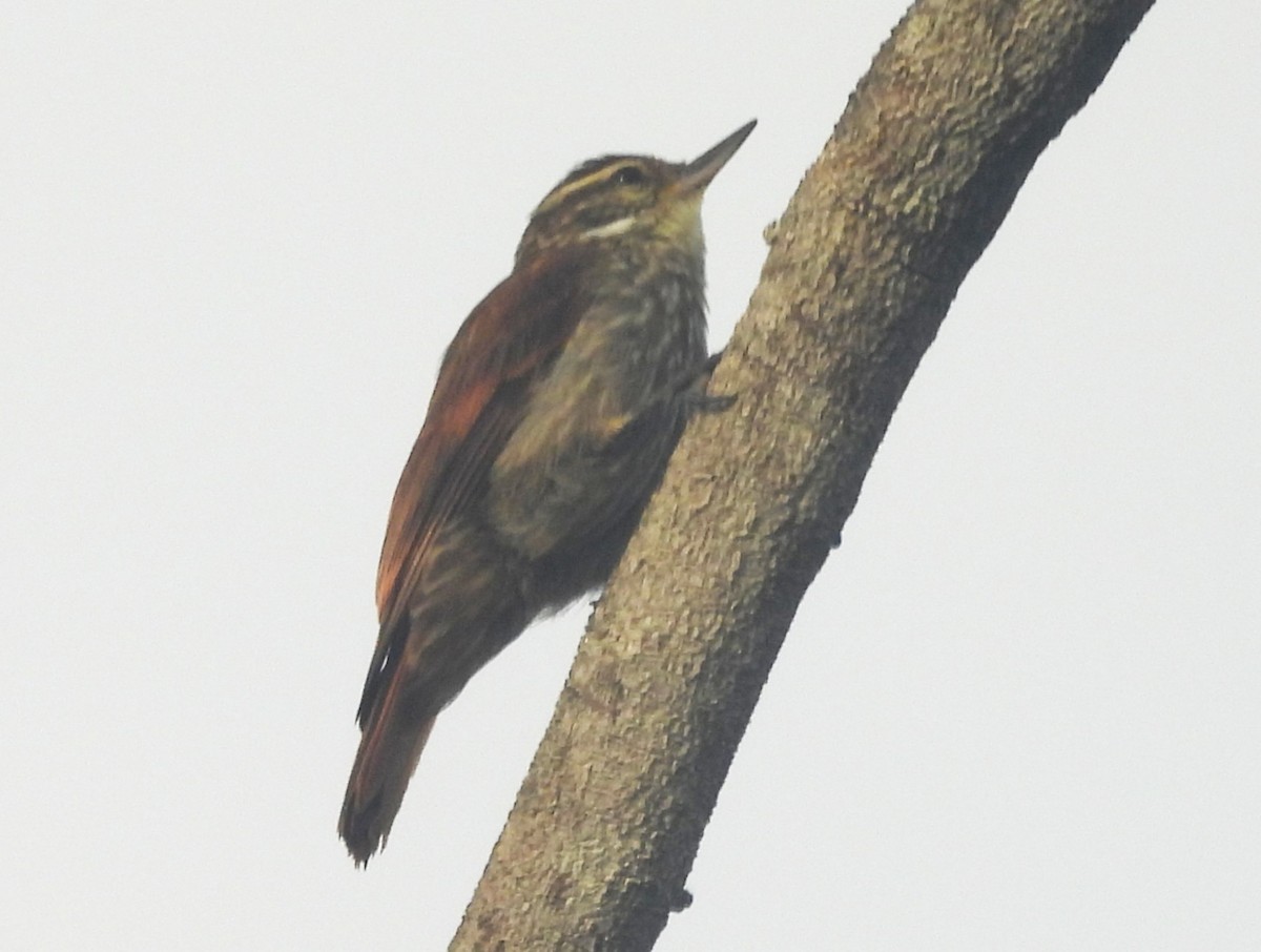 Slender-billed Xenops - ML647095520