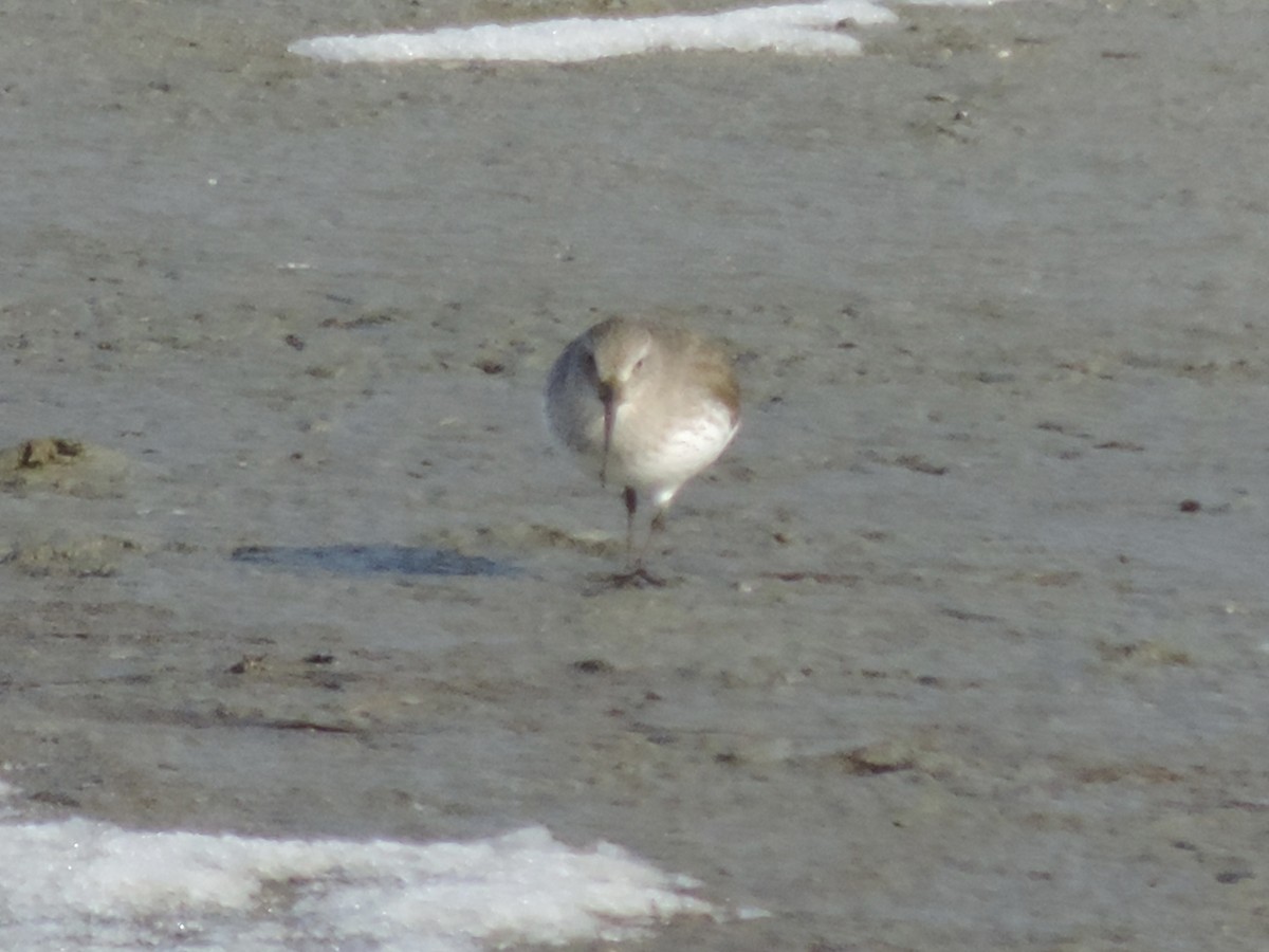 jespák obecný - ML647095524