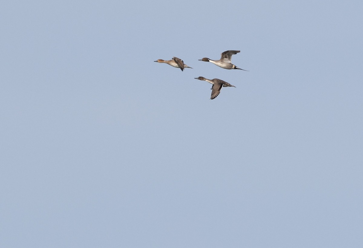 尖尾鴨 - ML647095525