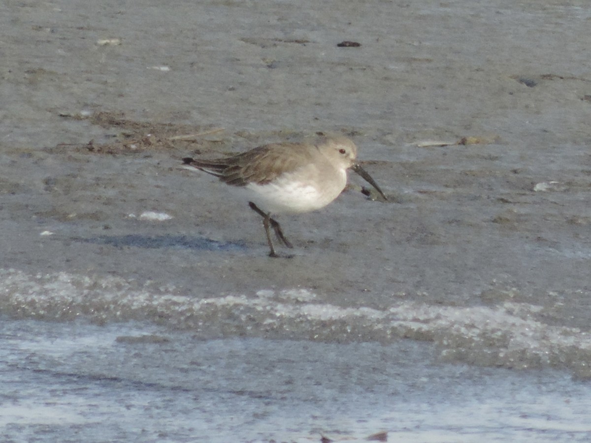 jespák obecný - ML647095526