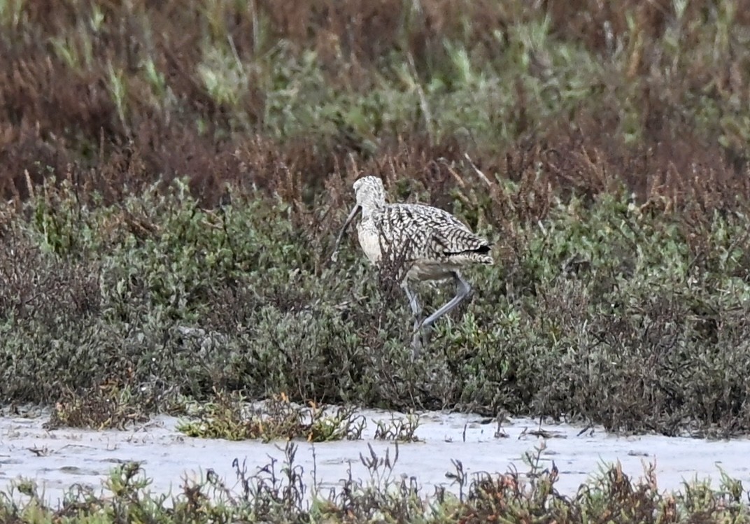 Кульон американський - ML647095528