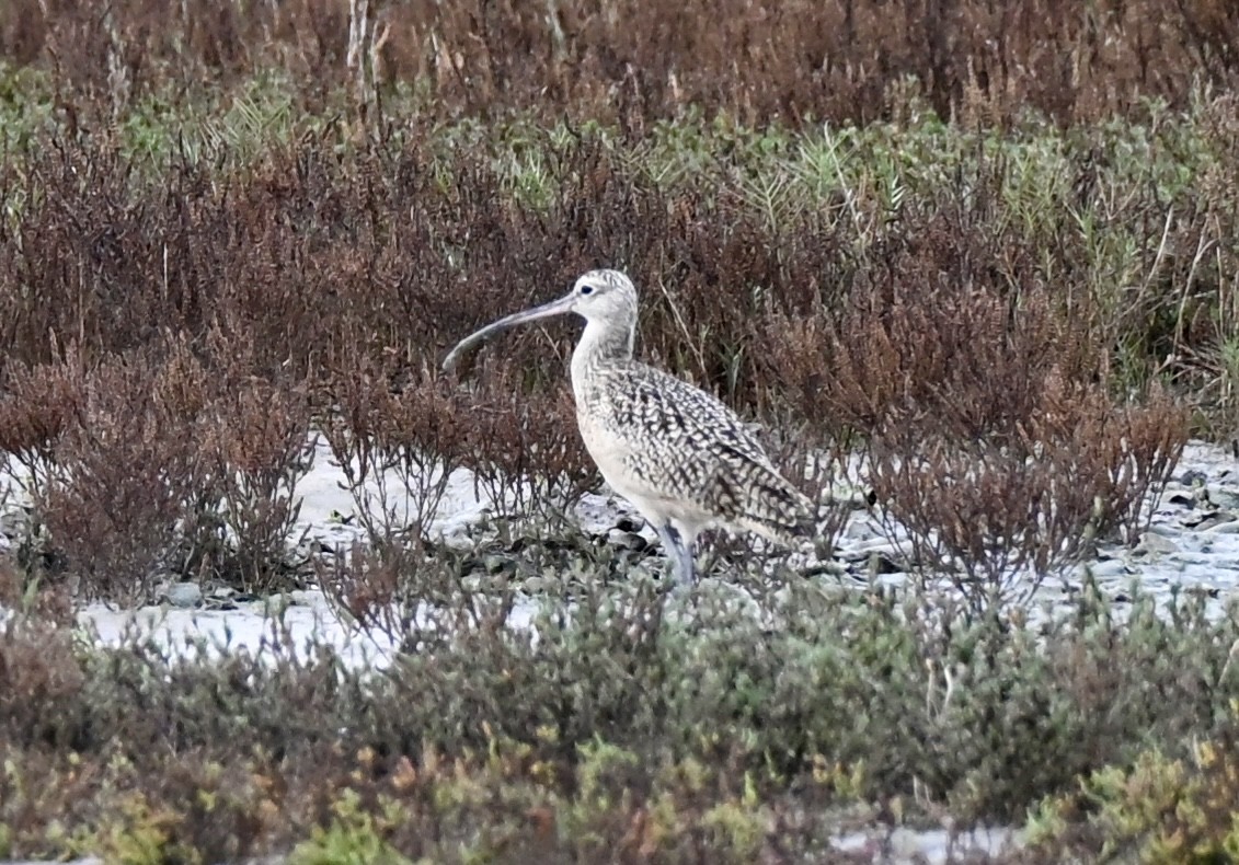 Кульон американський - ML647095529