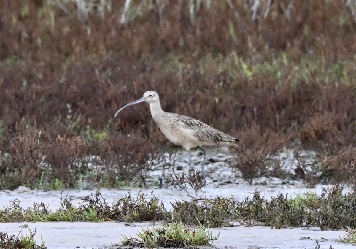 Кульон американський - ML647095530