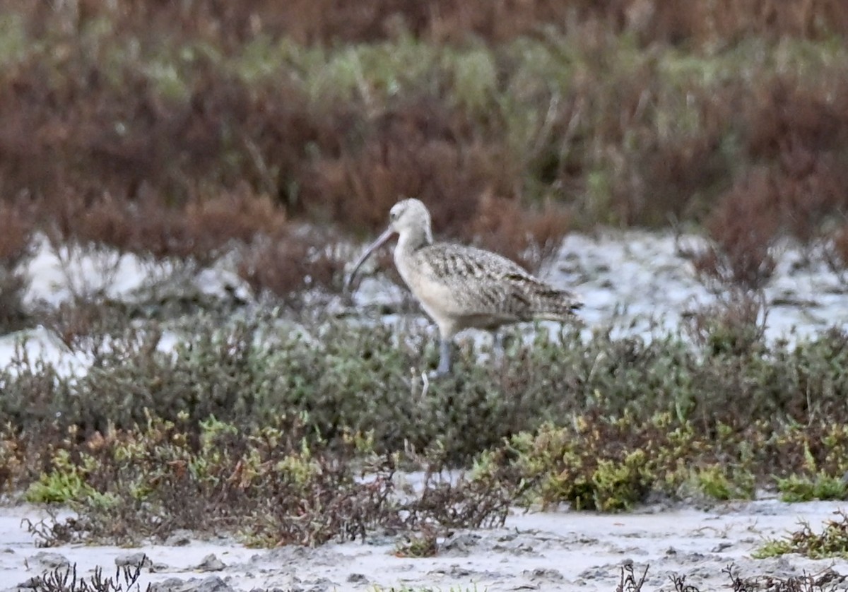 Кульон американський - ML647095531