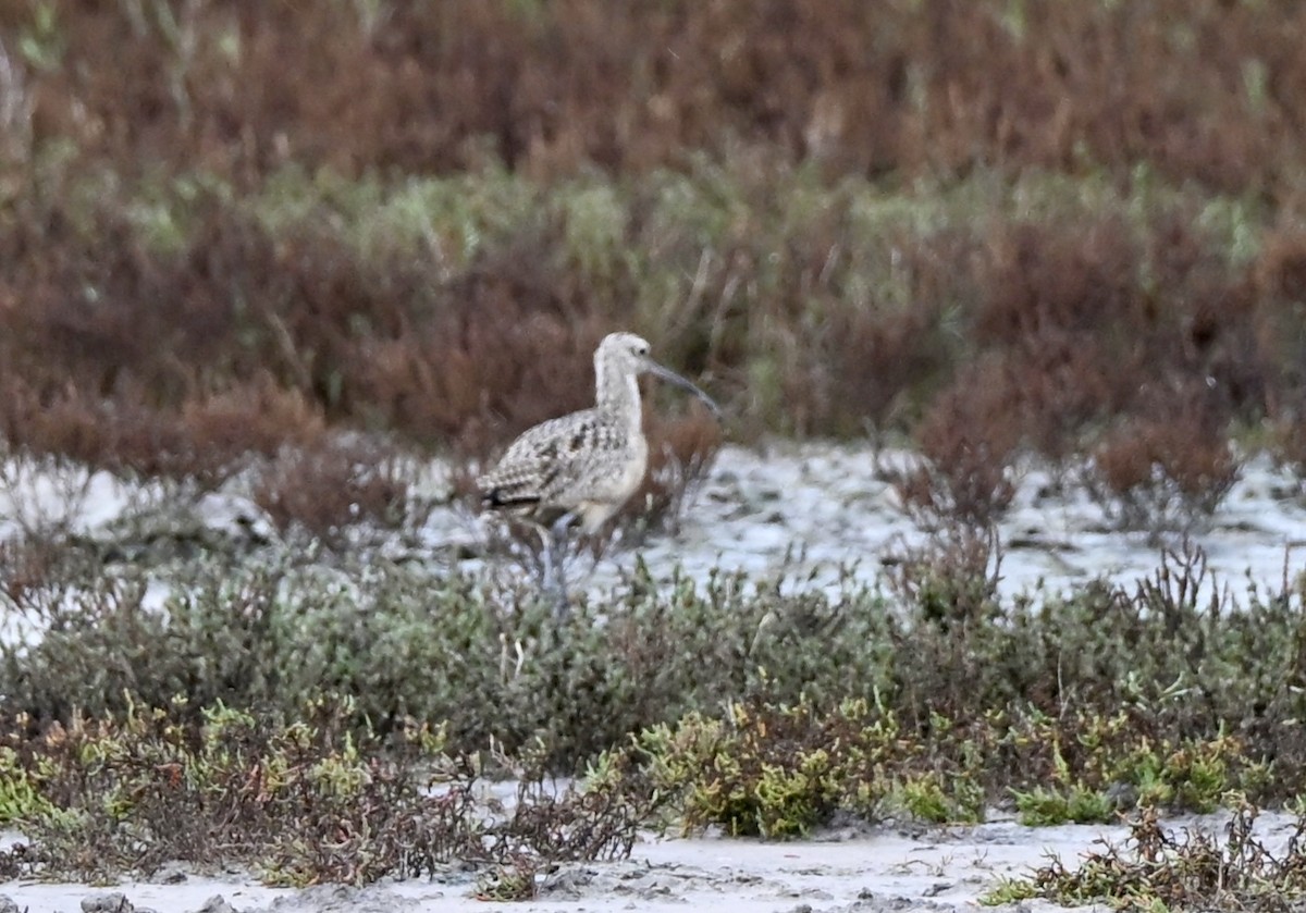 Кульон американський - ML647095532