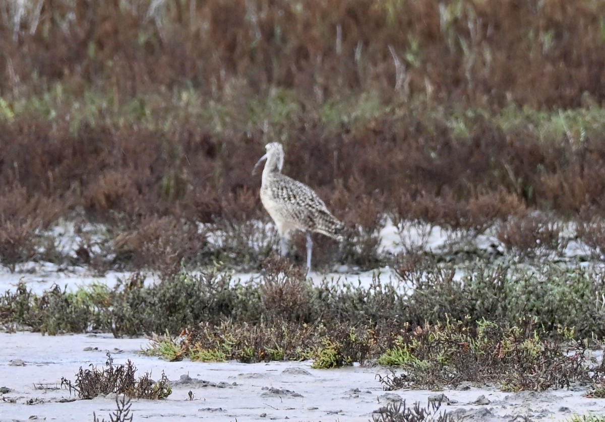 Кульон американський - ML647095533