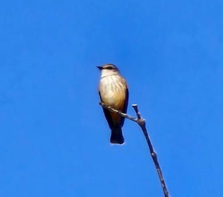 Vermilion Flycatcher - ML647095535