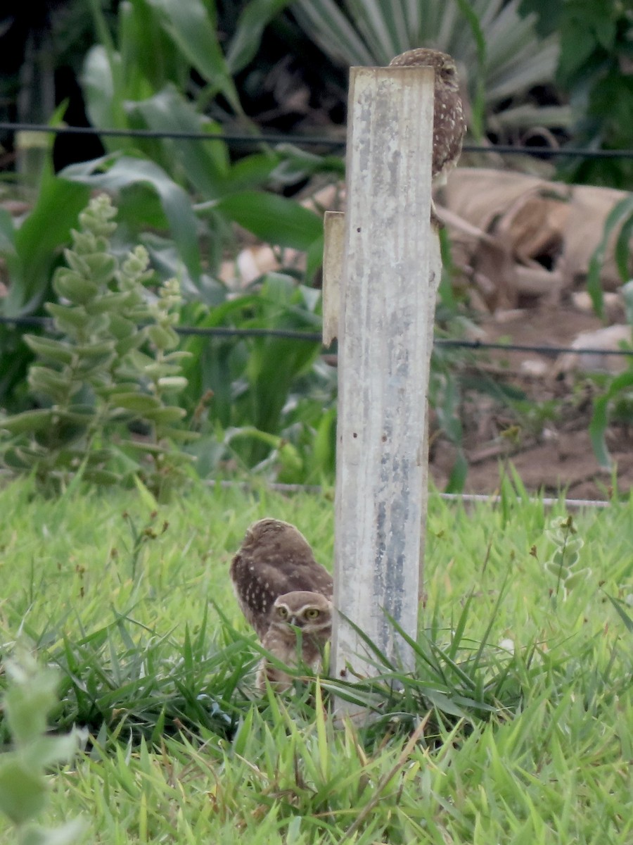Burrowing Owl - ML647095537
